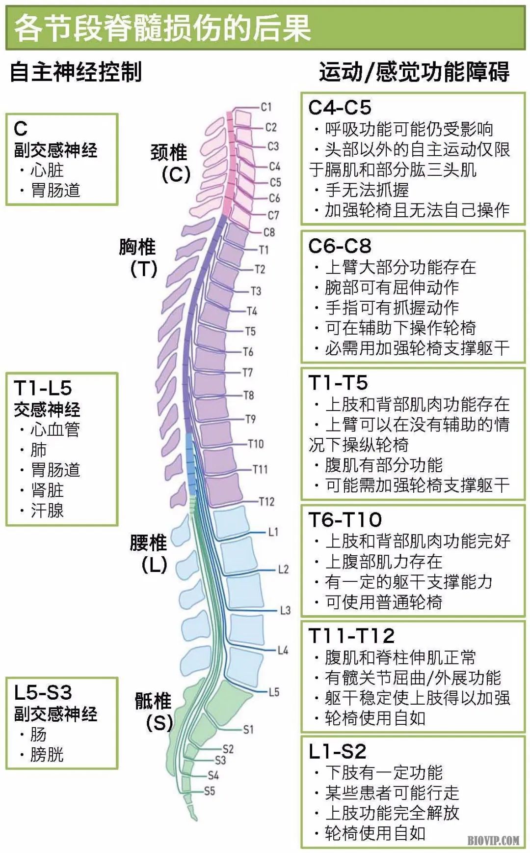 中国脊髓损伤最新治疗进展概览