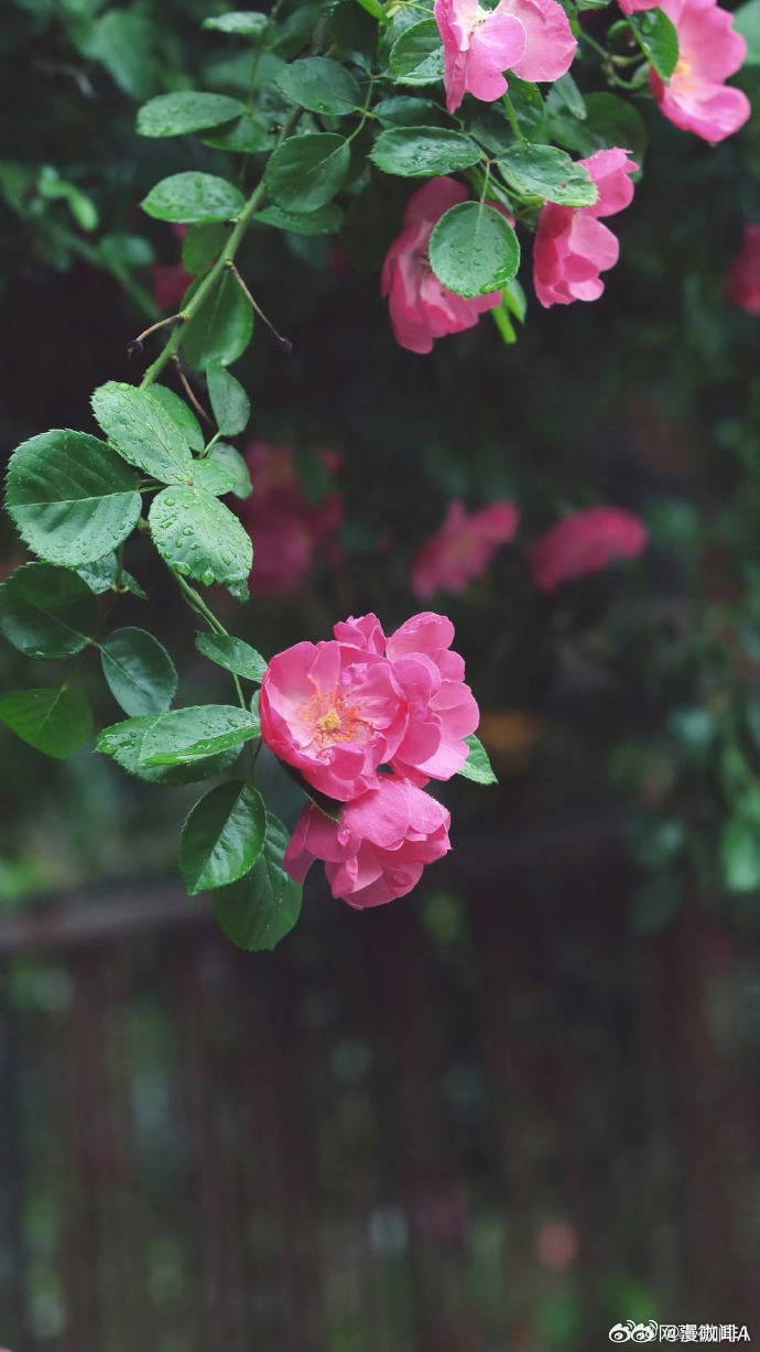 初夏若雨等花开，花开盛景待你赏