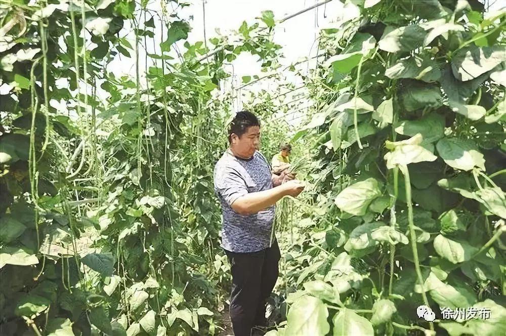 邳州大蒜今日价格，市场走势与产业深度分析