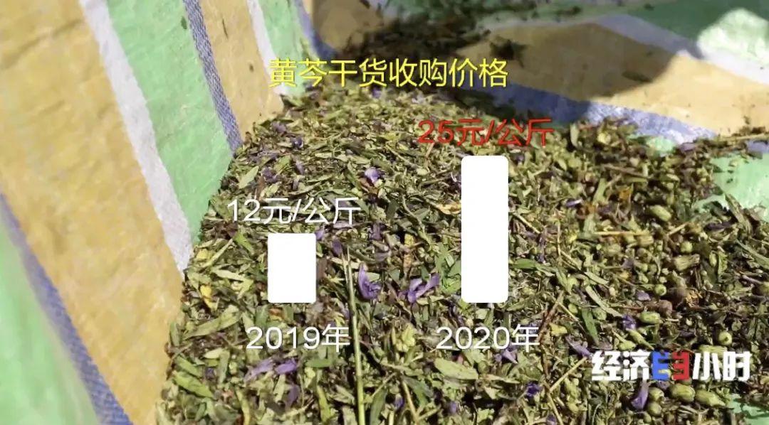 黄芩最新价格行情解析